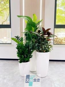 嵊泗写字楼办公室公共区域走道绿植租摆高中低搭配