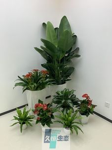 嵊泗办公室花卉绿植租摆简约组合